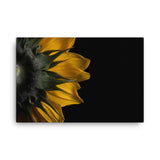 Backside of Sunflower Floral Nature Canvas Wall Art Prints