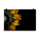 Modern Farm Wall Decor: Backside of Sunflower Floral Nature Photo Loose Unframed Wall Art Prints - PIPAFINEART