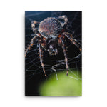 Backyard Buddy Canvas Animal / Insect / Wildlife Photo Wall Art Print