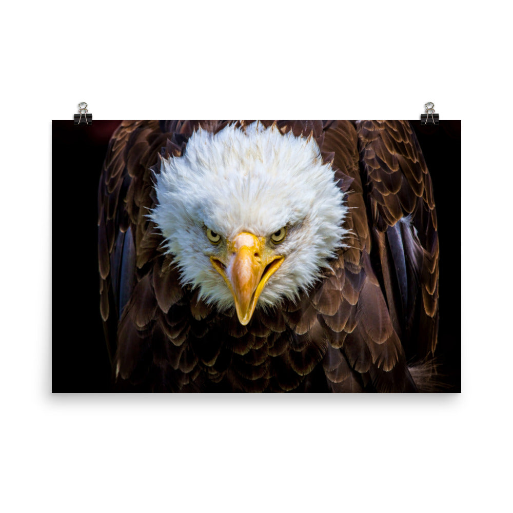 Bald Eagle Portrait Close-up Loose Wall Art Print