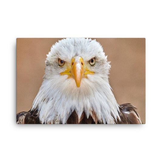 Bald Eagle Portrait Close-up 2 Wildlife Photograph Canvas Wall Art Prints