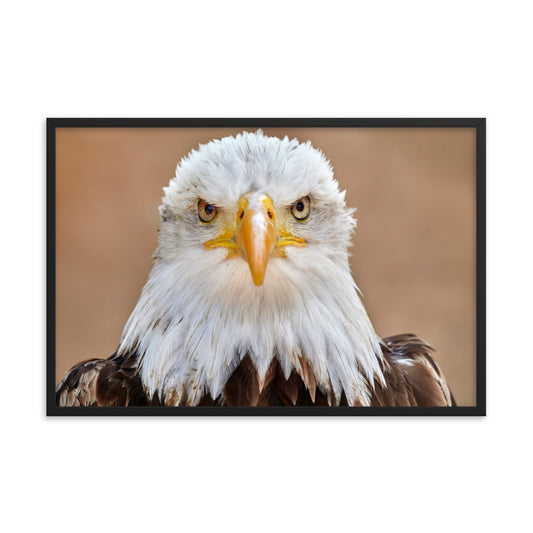 Bald Eagle Portrait Close-up 2 Wildlife Photograph Framed Wall Art Prints