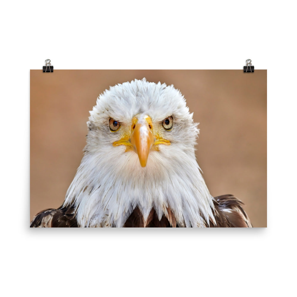 Bald Eagle Portrait Close-up 2 Loose Wall Art Print