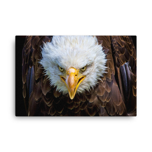 Bald Eagle Portrait Close-up Wildlife Photograph Canvas Wall Art Prints