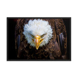 Bald Eagle Portrait Close-up Wildlife Photograph Framed Wall Art Prints
