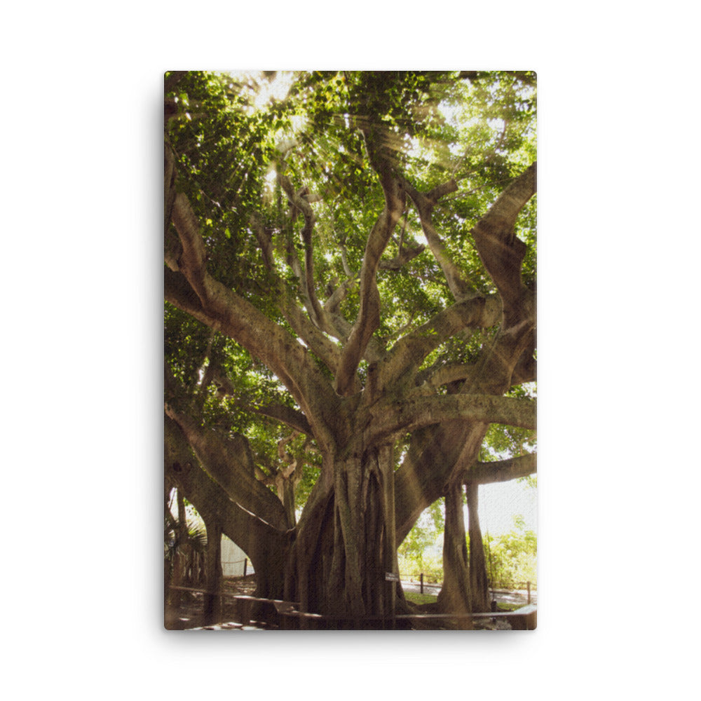 Banyan Tree With Glory Rays of Sunlight Botanical Nature Canvas Wall Art Prints