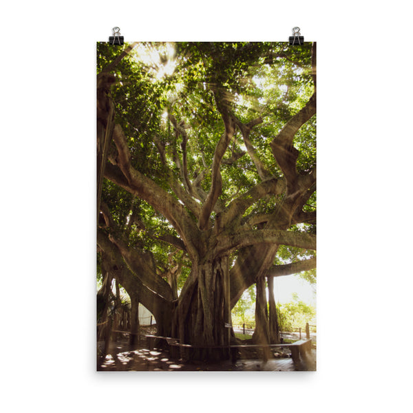 Vertical Tree Wall Art: Banyan Tree With Glory Rays of Sunlight Botanical Nature Photo Loose Unframed Wall Art Prints - PIPAFINEART