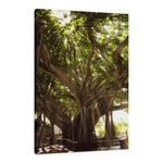Modern Botanical Wall Art: Banyan Tree With Glory Rays of Sunlight Botanical Photo Fine Art Canvas Wall Art Prints  - PIPAFINEART