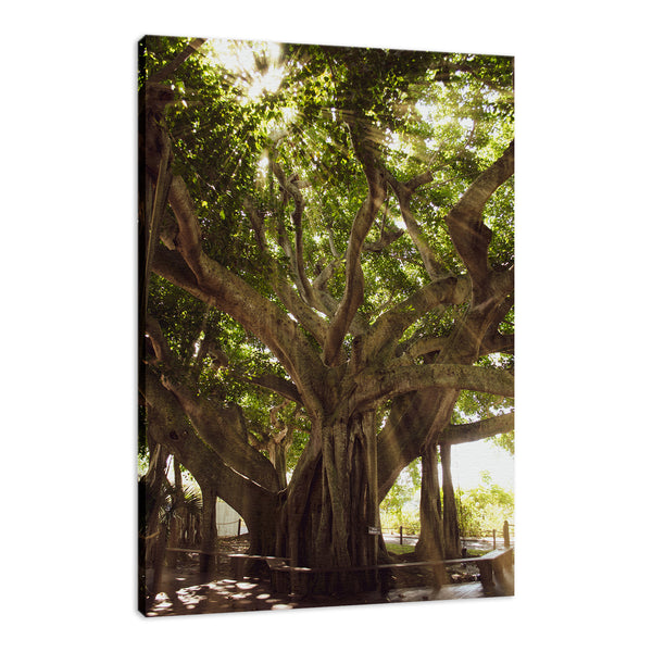 Modern Botanical Wall Art: Banyan Tree With Glory Rays of Sunlight Botanical Photo Fine Art Canvas Wall Art Prints  - PIPAFINEART