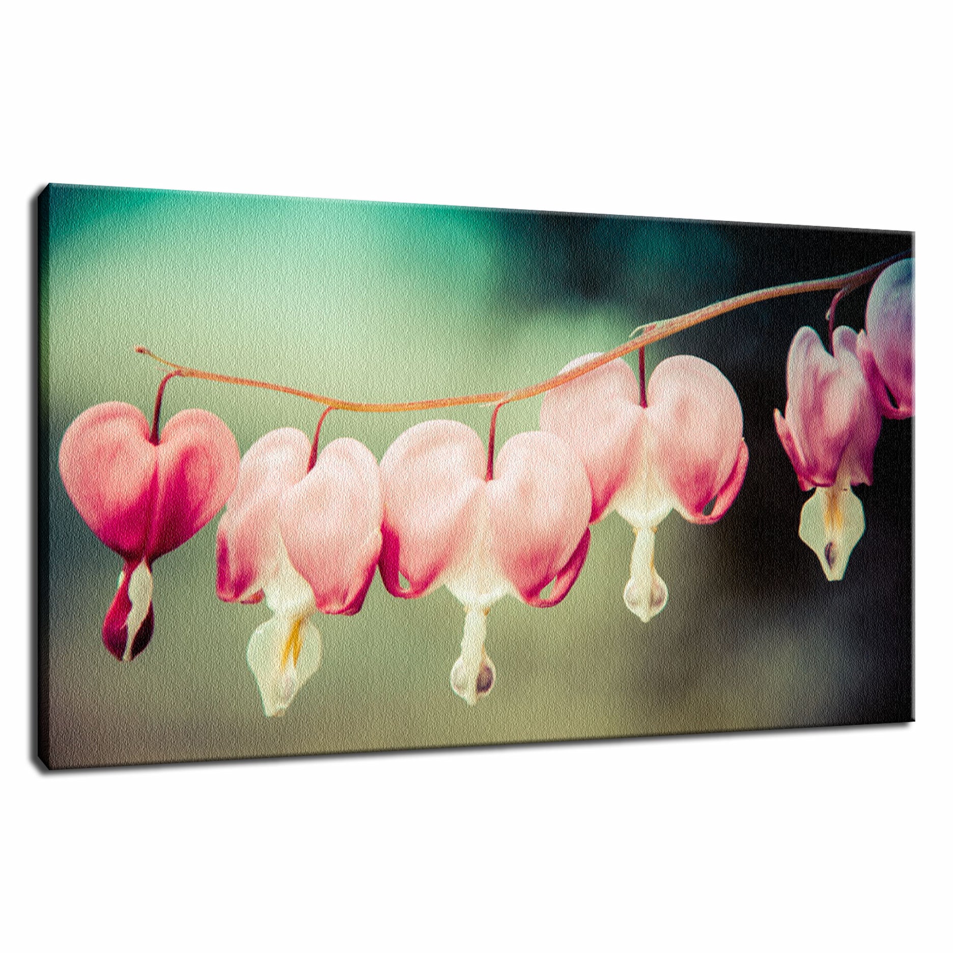 Abstract Wall Decor: Be Still My Bleeding Heart Colorized Nature / Floral Photo Fine Art Canvas Wall Art Prints  - PIPAFINEART