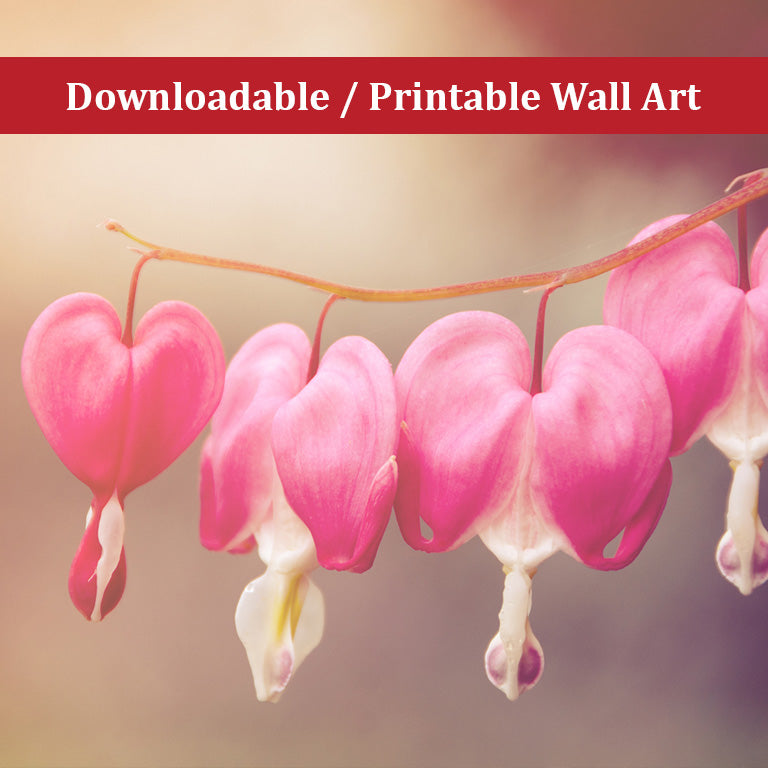 Be Still My Bleeding Heart Warm Summer Glow Nature Photo DIY Wall Decor Instant Download Print - Printable  - PIPAFINEART