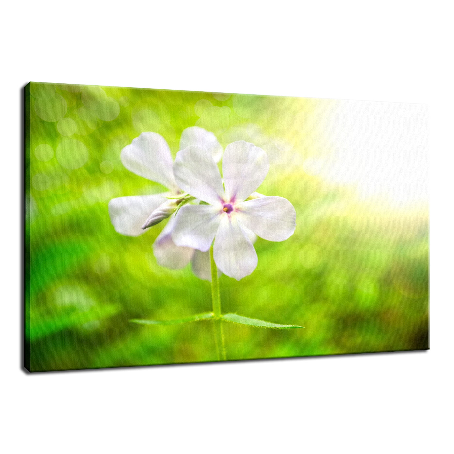 Beauty of the Forest Floor Nature / Floral Photo Fine Art Canvas Wall Art Prints  - PIPAFINEART