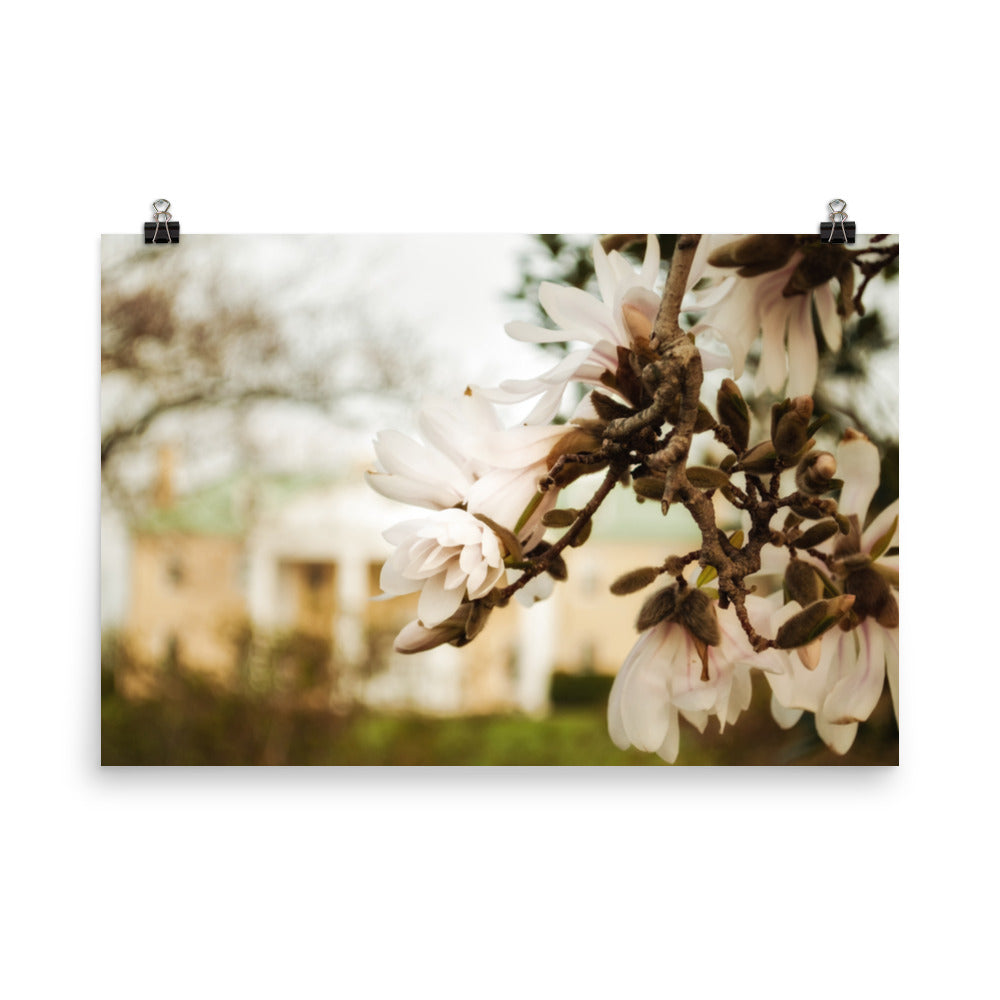 Bellevue Mansion Magnolias Floral Nature Photo Loose Unframed Wall Art Prints - PIPAFINEART