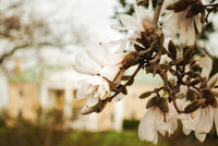 Bellevue Mansion Floral Nature Photo DIY Wall Decor Instant Download Print - Printable  - PIPAFINEART