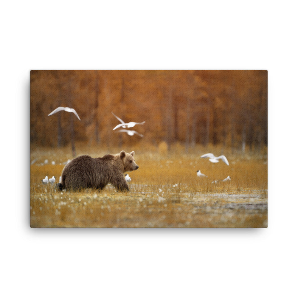 Big Brown Bear Crossing The Marshlands Rustic Wildlife Landscape Photograph Canvas Wall Art Prints