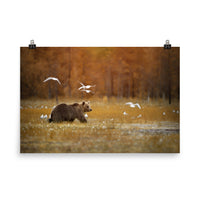 Big Brown Bear Crossing The Marshlands Wildlife Photo Loose Wall Art Prints