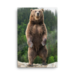 Big Standing Brown Bear On Mountain Top Animal Wildlife Photograph Canvas Wall Art Prints