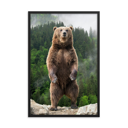 Big Standing Brown Bear on Mountain Top Animal Wildlife Photograph Framed Wall Art Prints