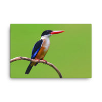 Black Capped Kingfisher Bird on Perch Animal Wildlife Photograph Canvas Wall Art Prints