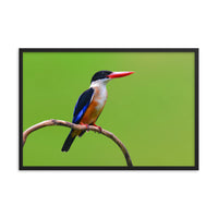 Black Capped Kingfisher Bird on Perch Animal Wildlife Photograph Framed Wall Art Prints