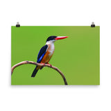 Black Capped Kingfisher Bird on Perch Loose Wall Art Print