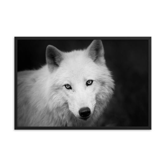 Black and White Portrait of White Wolf in the Forest Animal Wildlife Photograph Framed Wall Art Prints