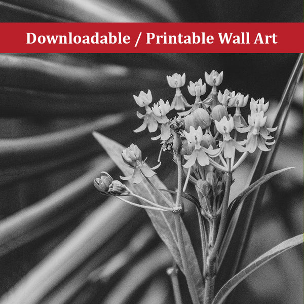 Bloodflowers and Palm Black and White Nature Photo DIY Wall Decor Instant Download Print - Printable  - PIPAFINEART