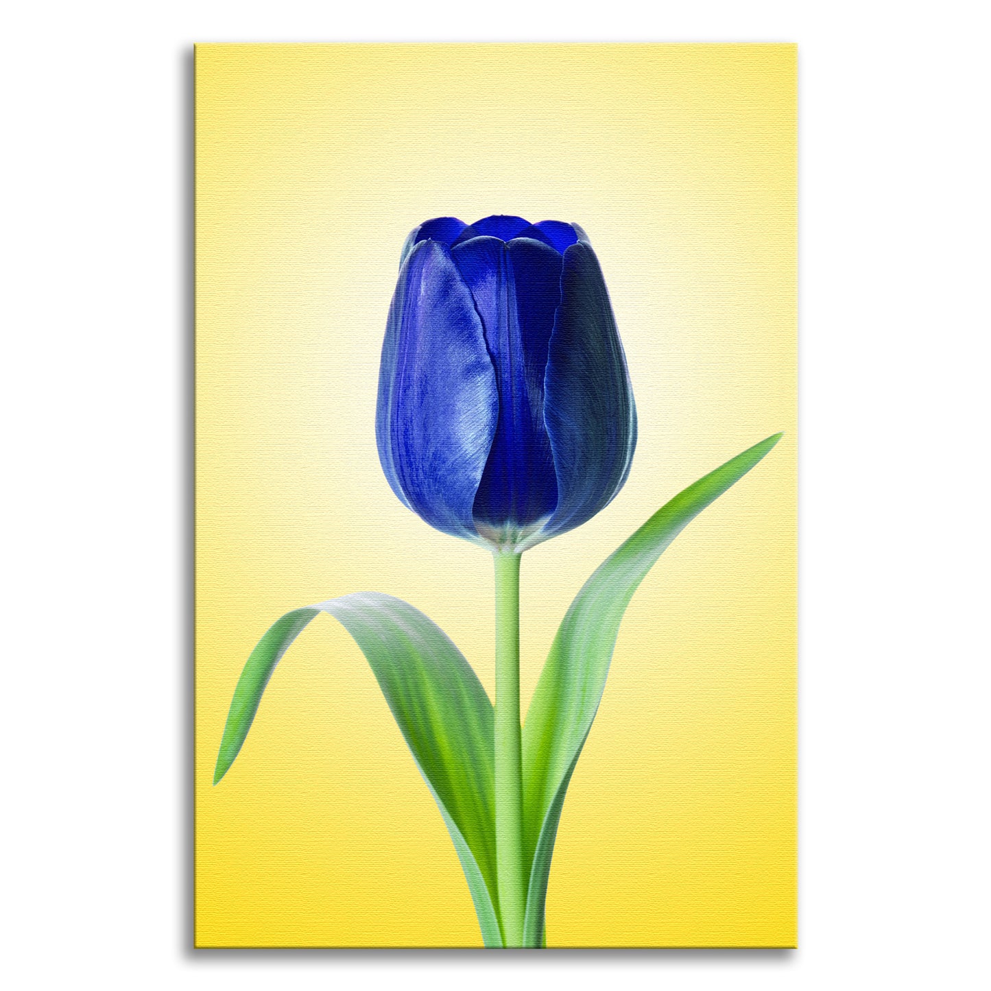 Blue Tulip Minimal Floral Nature Photo - For Ukraine Refugees Canvas Wall Art Print