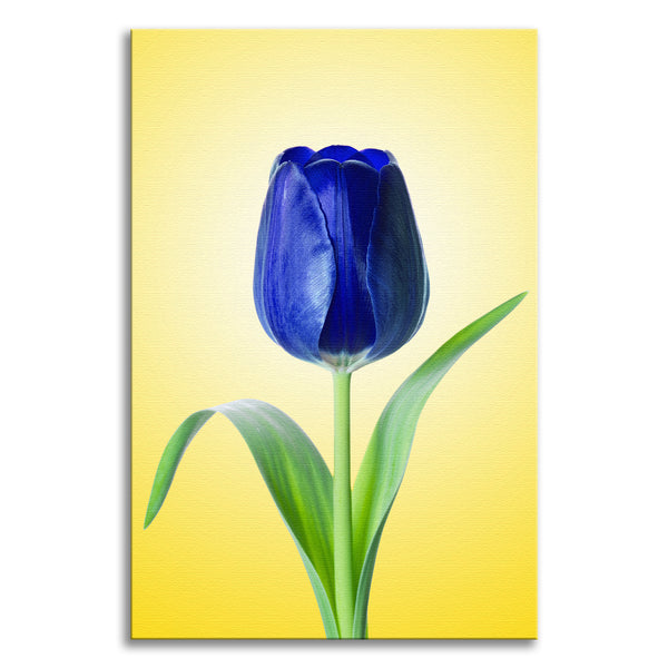 Blue Tulip Minimal Floral Nature Photo - For Ukraine Refugees Canvas Wall Art Print