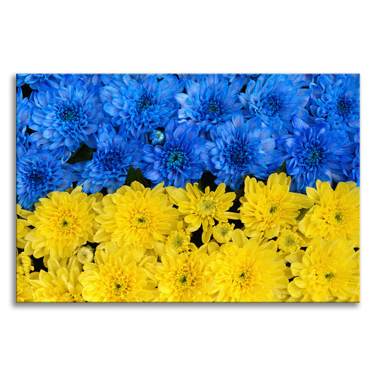 Blue and Yellow Chrysanthemums Floral Botanical Nature Photograph Canvas Wall Art Print