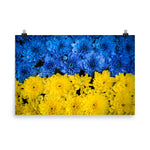 Chrysanthemum Wall Decor: Blue and Yellow Chrysanthemums Nature Photo For Ukraine Refugees Loose Wall Art Print