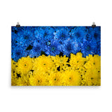 Chrysanthemum Wall Decor: Blue and Yellow Chrysanthemums Nature Photo For Ukraine Refugees Loose Wall Art Print