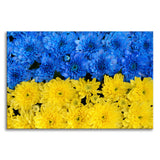 Blue and Yellow Chrysanthemums For Ukraine Refugees Nature Photo Canvas Wall Art Print