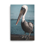 Bob The Pelican 2 Colorized Wildlife Photo Canvas Wall Art Prints