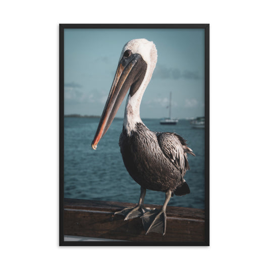 Bob The Pelican 2 Colorized Wildlife Photo Framed Wall Art Prints