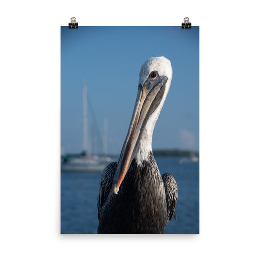 Bob The Pelican 3 Color Loose Wall Art Print