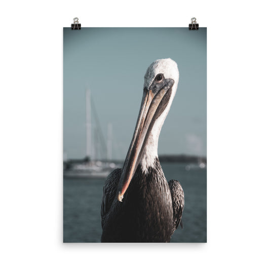 Bob The Pelican 3 Colorized Loose Wall Art Print