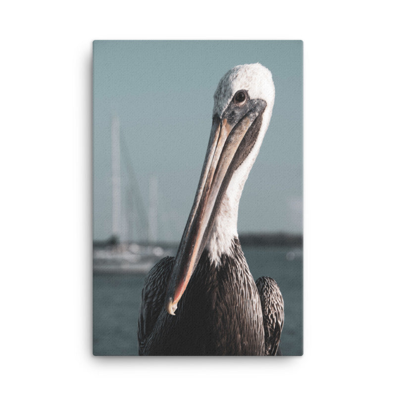 Bob The Pelican Bird 3 Colorized Wildlife Photo Canvas Wall Art Prints