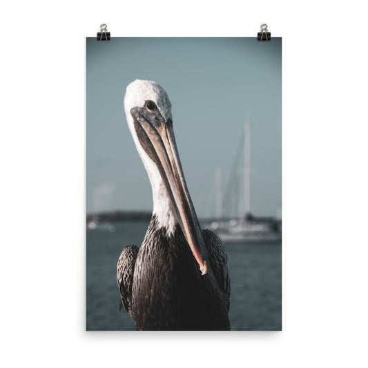 Bob The Pelican 3R Colorized Loose Wall Art Print