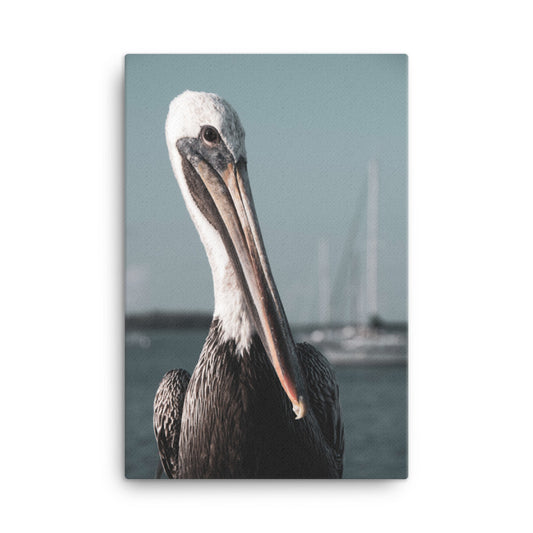 Bob The Pelican Bird 3R Colorized Wildlife Photo Canvas Wall Art Prints
