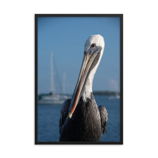 Bob The Pelican Bird 3 Color Wildlife Photo Framed Wall Art Prints