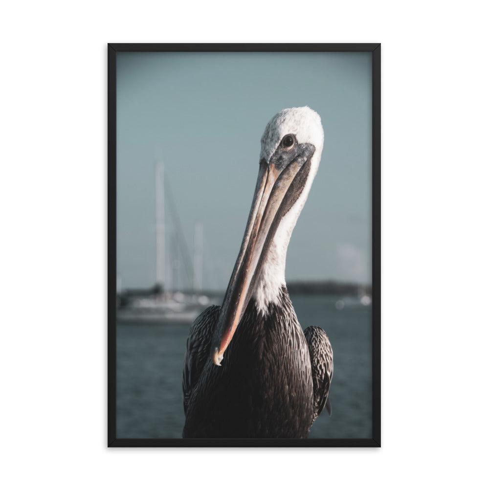 Bob The Pelican Bird 3 Colorized Wildlife Photo Framed Wall Art Prints