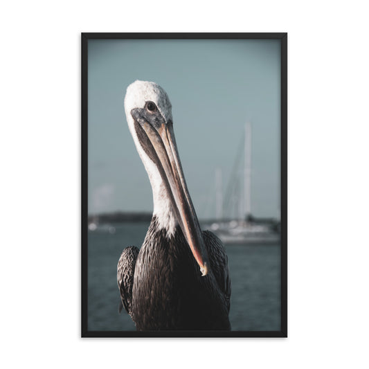 Bob The Pelican Bird 3R Colorized Wildlife Photo Framed Wall Art Prints