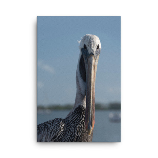 Bob The Pelican Bird Color Wildlife Photo Canvas Wall Art Prints
