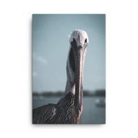 Bob The Pelican Bird Colorized Wildlife Photo Canvas Wall Art Prints