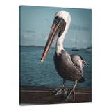 Bob The Pelican 2 Colorized Wildlife Photograph Fine Art Canvas & Unframed Wall Art Prints  - PIPAFINEART