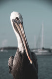 Bob The Pelican 3R Colorized Wildlife Photograph Fine Art Canvas & Unframed Wall Art Prints  - PIPAFINEART