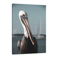 Bob The Pelican 3R Colorized Wildlife Photograph Fine Art Canvas & Unframed Wall Art Prints  - PIPAFINEART