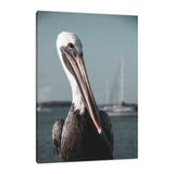 Bob The Pelican 3R Colorized Wildlife Photograph Fine Art Canvas & Unframed Wall Art Prints  - PIPAFINEART