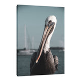 Bob The Pelican 3 Colorized Wildlife Photograph Fine Art Canvas & Unframed Wall Art Prints  - PIPAFINEART